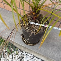 フェニックスロベレニー　観葉植物　ヤシの画像