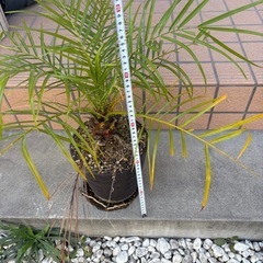 フェニックスロベレニー　観葉植物　ヤシの画像