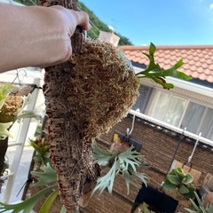 【観葉植物】 ビカクシダ　p. リドレイ　の画像