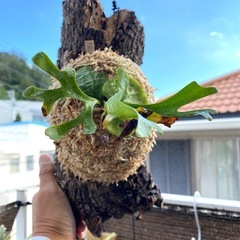 【観葉植物】 ビカクシダ　p. リドレイ　の画像