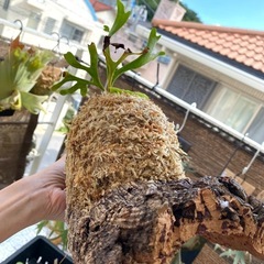 【観葉植物】 ビカクシダ　p. リドレイ　の画像