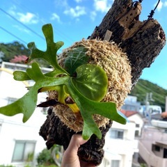 【観葉植物】 ビカクシダ　p. リドレイ　の画像