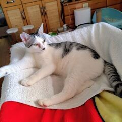 キリッとしたイケメン男子です♡