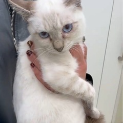 シャムMIX♡美しい2匹♡女の子♡3ヶ月