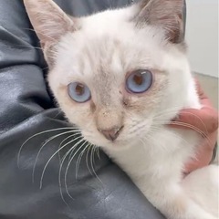 可愛い姉妹♡シャム系2匹！3ヶ月