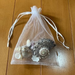 貝がらの画像