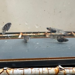 メダカ 北辻美虎🐯 2ペアの画像