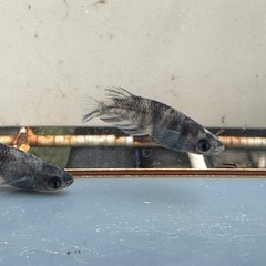 メダカ 北辻美虎🐯 2ペアの画像