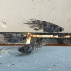 メダカ 北辻美虎🐯 2ペアの画像