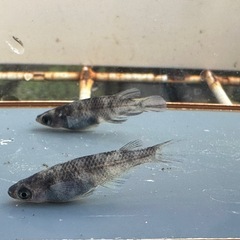 メダカ 北辻美虎🐯 2ペアの画像