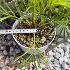 フェニックス　ロベレニー　ヤシ　観葉植物の画像