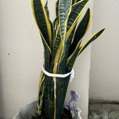 ＊無料でお譲り致します＊の画像