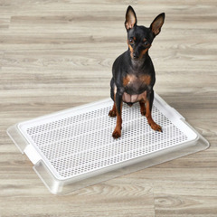 ペットレー クリアメッシュ　Sサイズ3枚＆Mサイズ1枚の画像