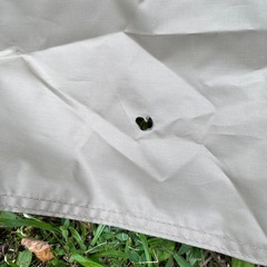 サバティカル　アルニカ　の画像