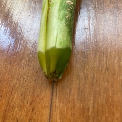 サンスベリアとアロエの画像