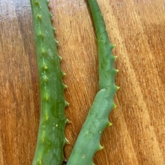 サンスベリアとアロエの画像