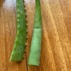 サンスベリアとアロエの画像