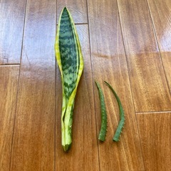 サンスベリアとアロエ