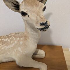 子鹿の剥製の画像
