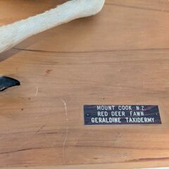 子鹿の剥製の画像