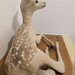 子鹿の剥製の画像