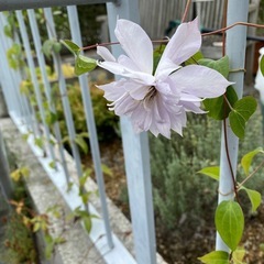 クレマチス　ベル・オブ・ウォッキングの画像