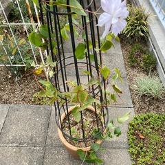 クレマチス　ベル・オブ・ウォッキングの画像