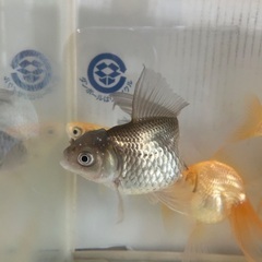 金魚あげますの画像