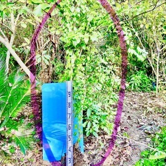 500円　デュランタ大苗　仮植中の画像