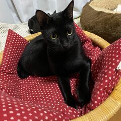 💛カイ君　目が緑で呼べば来る　言葉かわかる？真っ黒の陽気な…