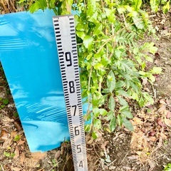 500円　デュランタ大苗　仮植中の画像