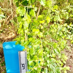 500円　デュランタ大苗　仮植中の画像