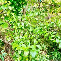 500円　デュランタ大苗　仮植中の画像