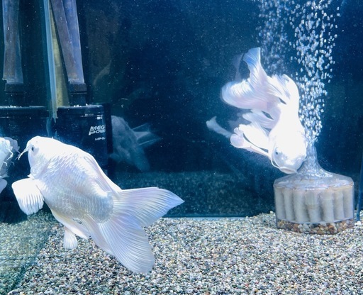 ヒレナガゴイ(プラチナ)