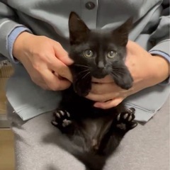 ちっちゃな黒猫くん♡生後1ヶ月♡甘えん坊