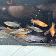 早い者勝ち🔥 ヒカリ体型メダカ1匹300円の画像