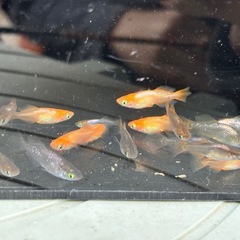 早い者勝ち🔥 ヒカリ体型メダカ1匹300円の画像