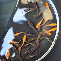 早い者勝ち🔥 ヒカリ体型メダカ1匹300円の画像