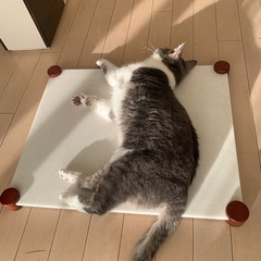 「お引き取り決定」ペット用ひんやり涼感ボードの画像