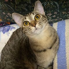 💛小春　おもちゃ　持ってきました、と素直で小柄な８か月キジ