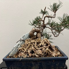 【中品盆栽：黒松】盆栽一点ものの画像