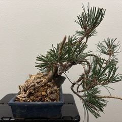 【中品盆栽：黒松】盆栽一点ものの画像