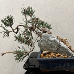 【中品盆栽：黒松】盆栽一点ものの画像