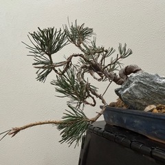 【中品盆栽：黒松】盆栽一点ものの画像