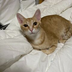 💛小次郎　小春と兄妹　大きなクリクリ目