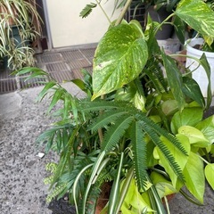 観葉植物　寄植え　エバーフレッシュ　高さ１３５センチの画像