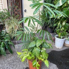 観葉植物　寄植え　エバーフレッシュ　高さ１３５センチの画像