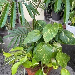 観葉植物　寄植え　エバーフレッシュ　高さ１３５センチの画像