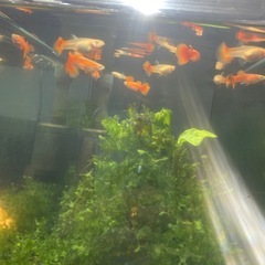 グッピー熱帯魚の画像