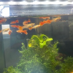 グッピー熱帯魚の画像